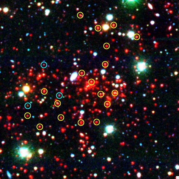 SPT-CL J0546-5345, одно из самых массивных удалённых скоплений галактик. Принадлежащие ему галактики со «старым» звёздным населением, похожие на современные эллиптические, отмечены жёлтым, а галактики с «молодым» населением, соответствующие современным спиральным, — синим.